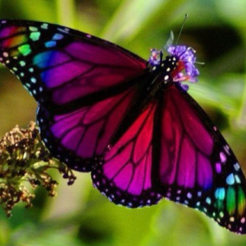 Meet your Posher, Ana